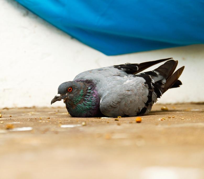 张朝林,张朝林作品