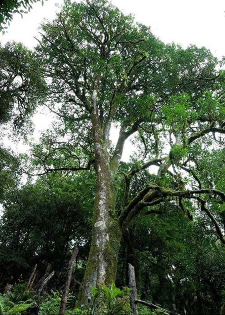 饮料植物,茶树饮料