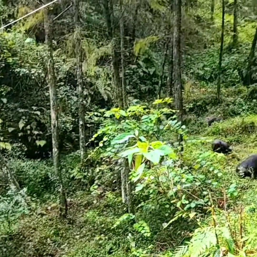 猪产后十五天反复发烧喘怎么办,猪反复发烧是什么原因引起的