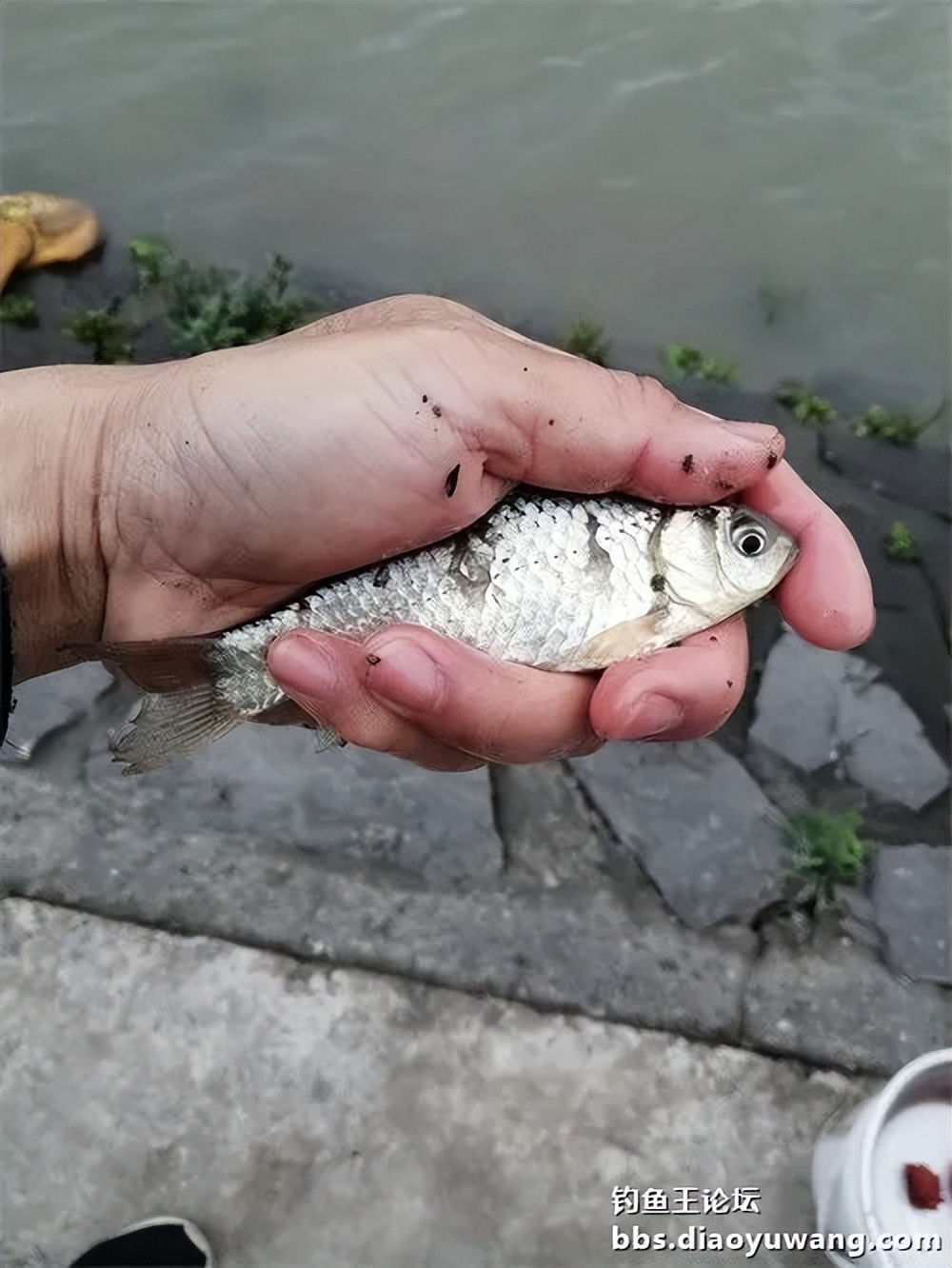 钓鱼王大鲫饵料是什么香味,钓鱼王大鲫和本味有什么区别