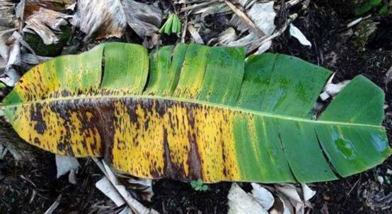 30年后再也吃不到香蕉了?科学家称香蕉“濒临灭绝”,是真的吗?