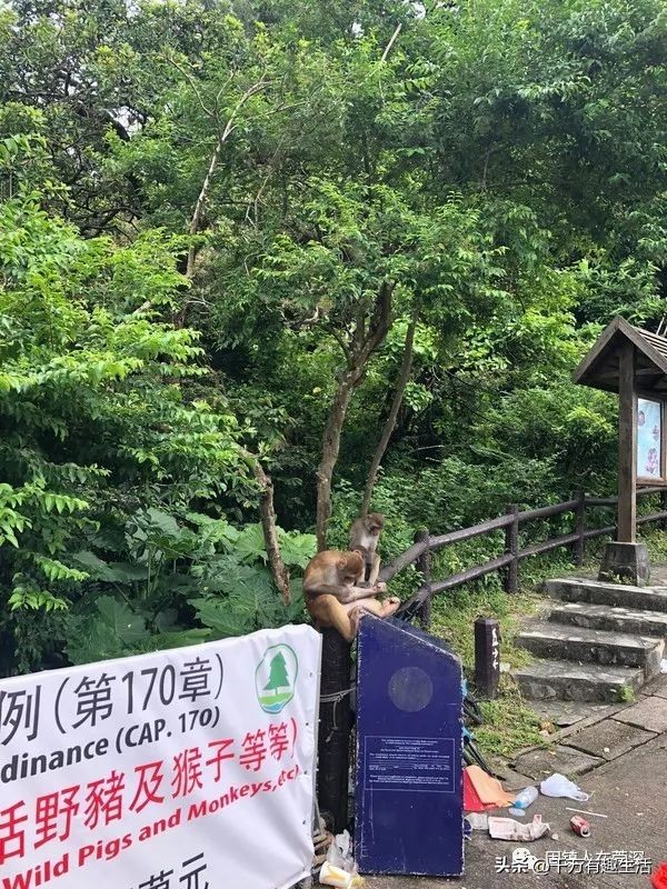 香港徒步麦理浩径全程攻略介绍,香港狮子山徒步攻略