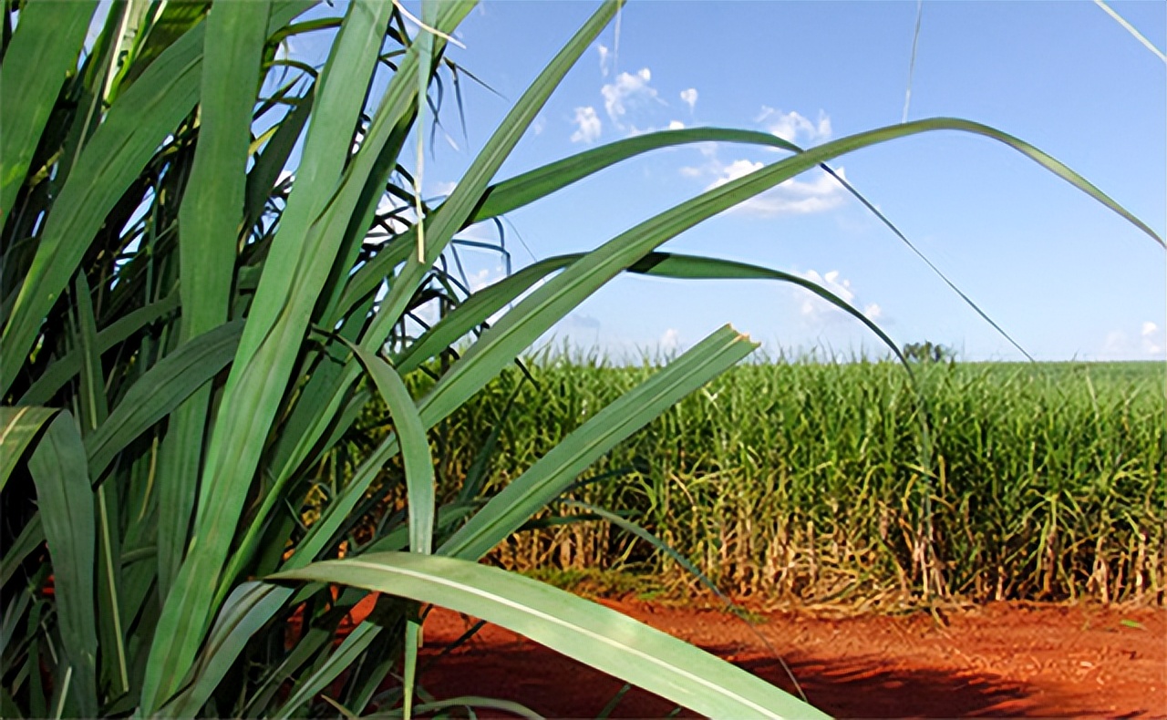 中国经济大发展，从巴西装1亿2000万斤白糖回国，印度要羡慕了