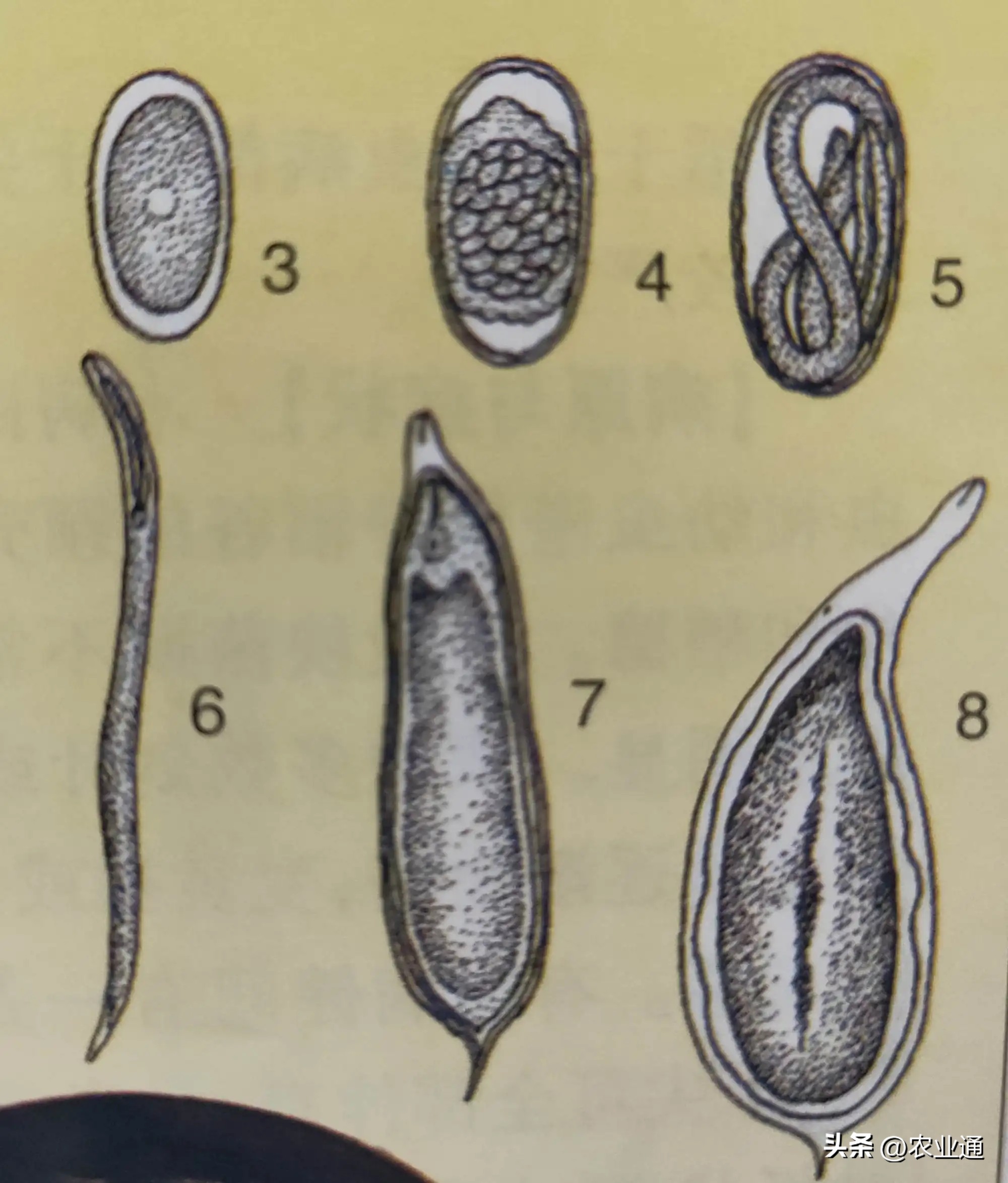 水稻根结线虫病识别与防治,水稻茎线虫病的发病原因是什么