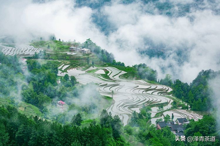 谷雨时节来杯谷雨茶,过了谷雨的茶有什么区别