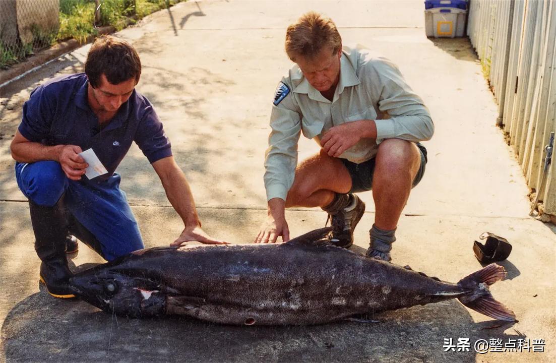 油鱼的副作用和危害,油鱼有害处吗