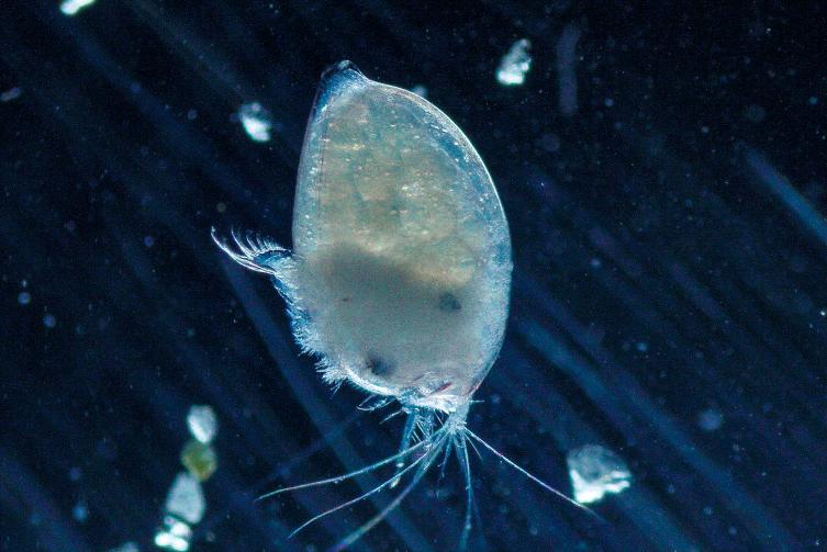 天津东疆港蓝眼泪出现时间,游玩天津东疆港攻略