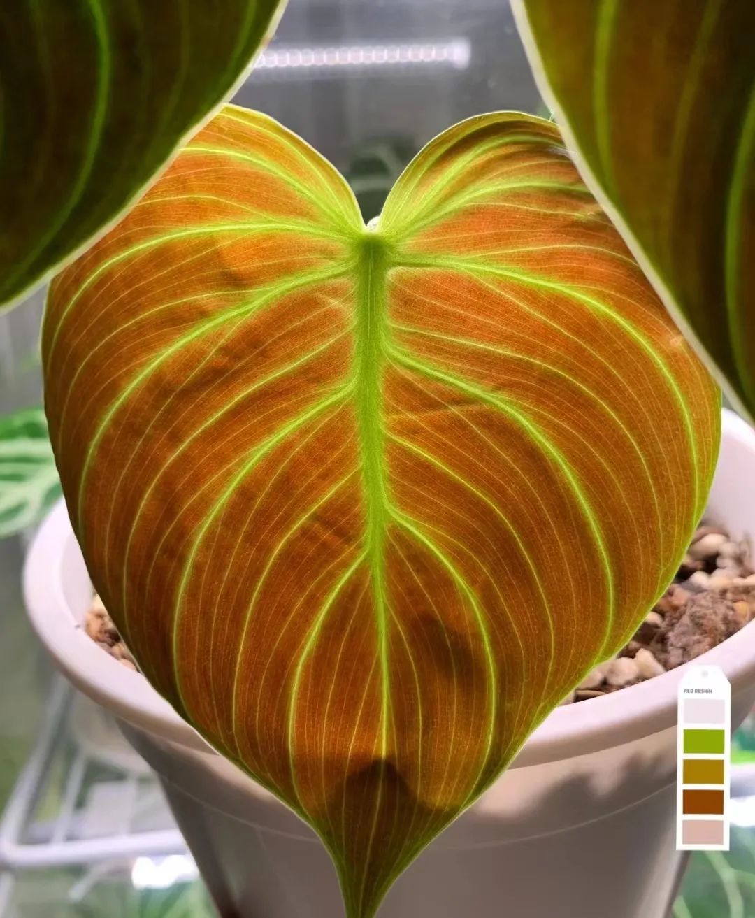 蔓绿绒品种图片大全,蔓绿绒品种图片图文