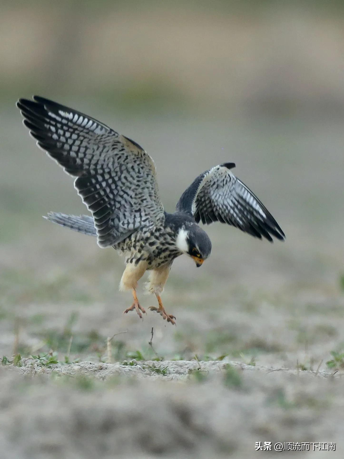 红脚隼叫声,红脚隼