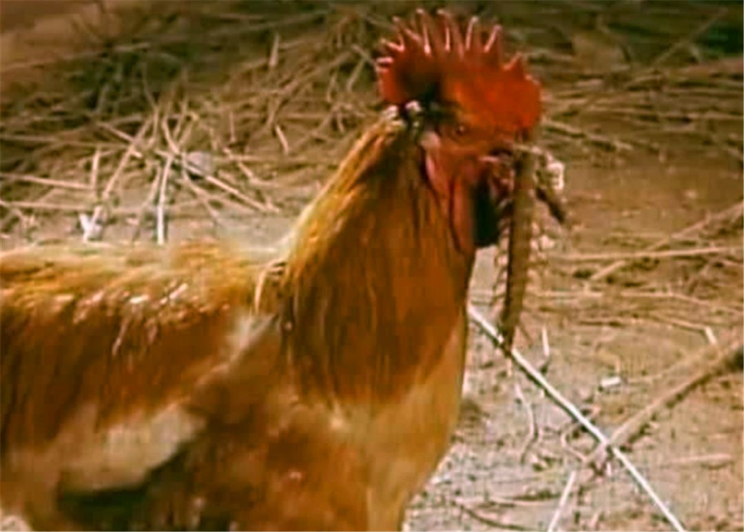 五毒之一的蜈蚣为什么怕公鸡,公鸡为什么能打败蜈蚣