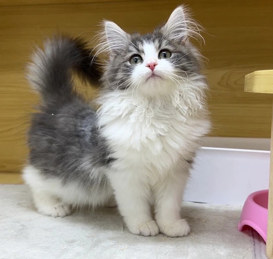 挪威森林猫为什么爱掉毛,为什么挪威森林猫喜欢外出