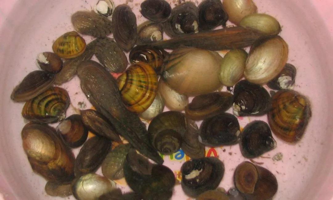 捉鱼捞虾的n种方式,黄梅县可以自己抓鱼捞虾的地方