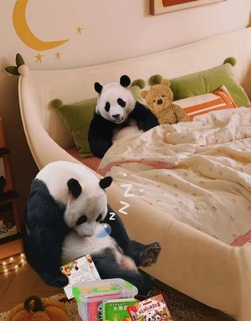 近期福宝和姜爷爷的视频,福宝回国姜爷爷和宋爷爷上热搜