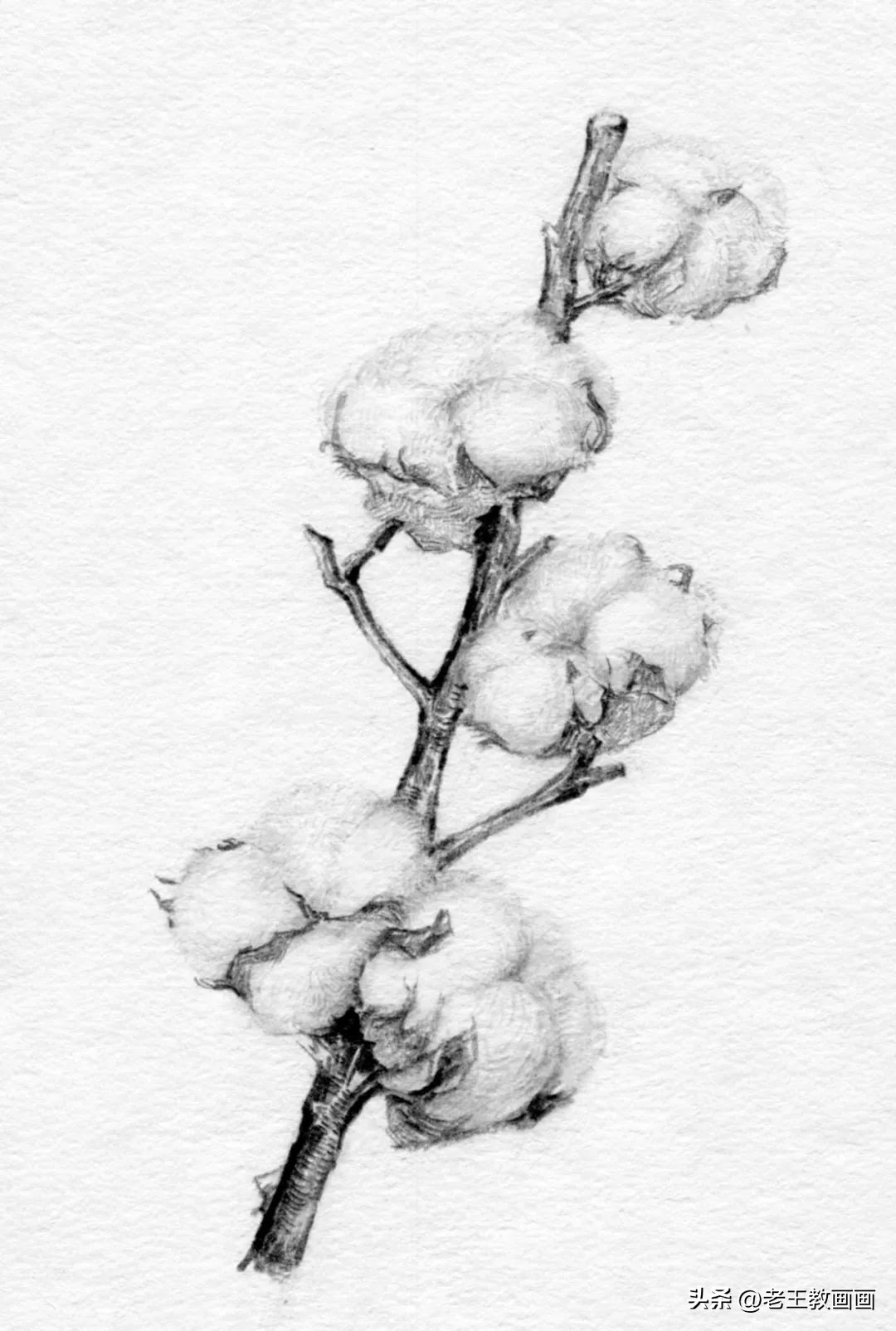 怎么画一个简单的棉花糖,苹果玉米棉花怎么画