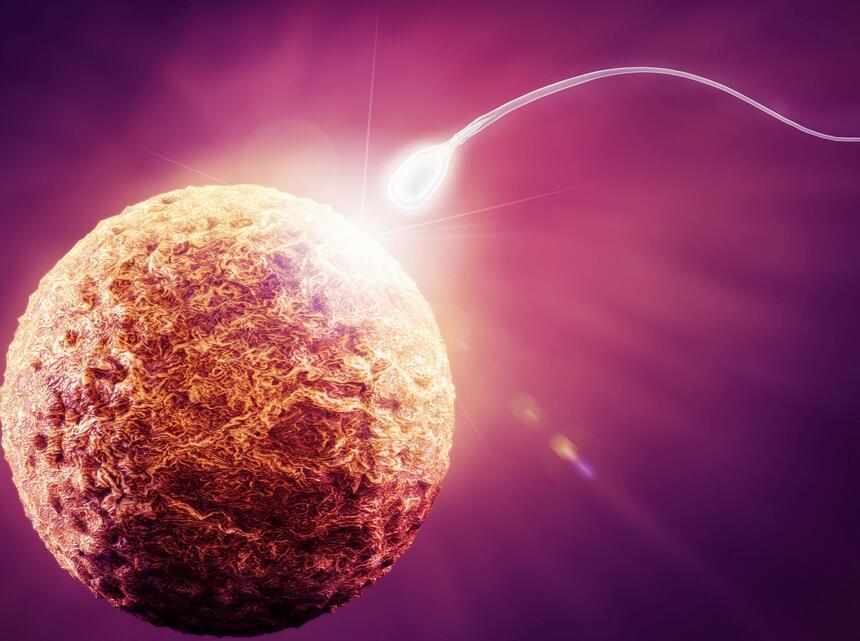 人类从精子发育成胚胎的全过程,人类最初的形态是精子吗