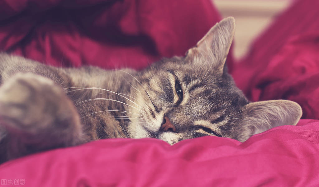 宠物应激如何预防降低应激反应,宠物应激不要慌教你如何应对