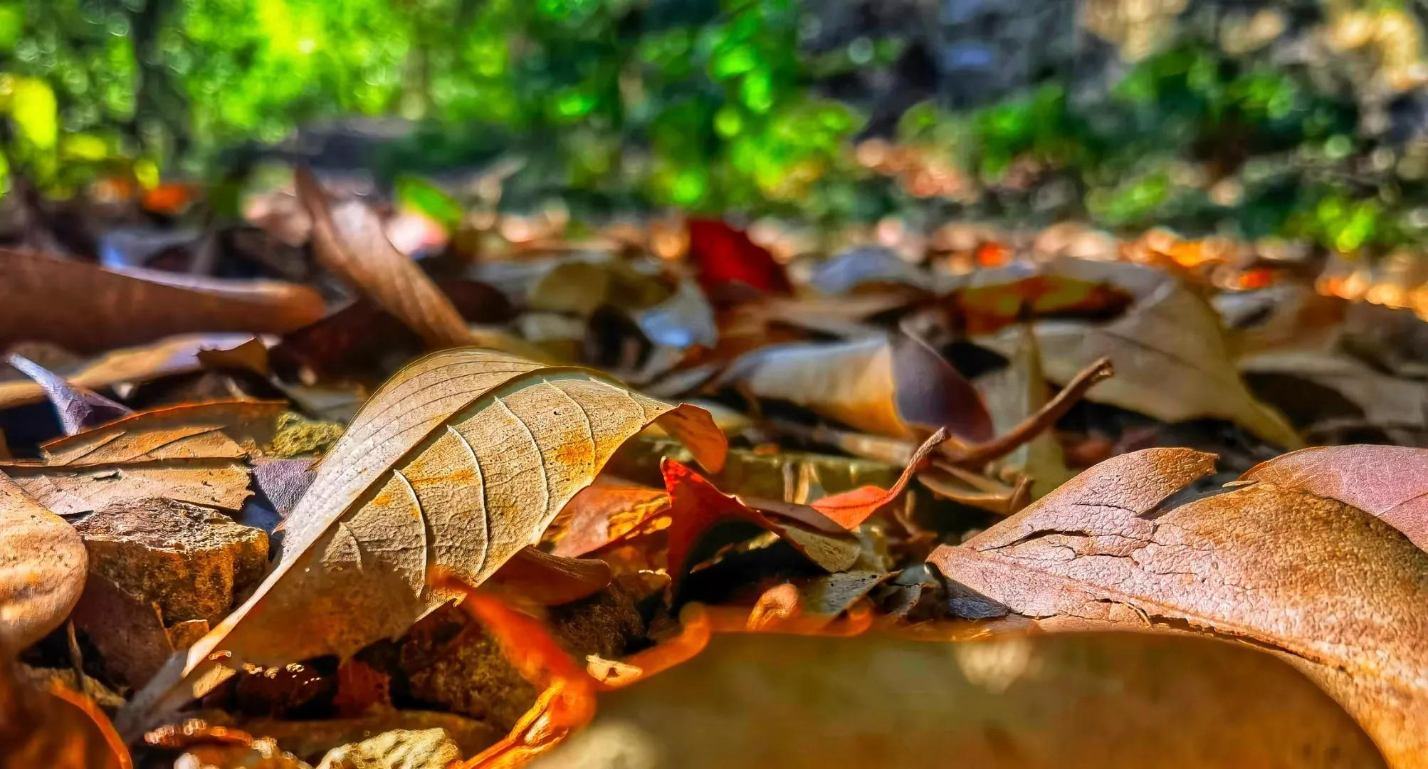 韦应物十大绝句,韦应物最著名的千古名句