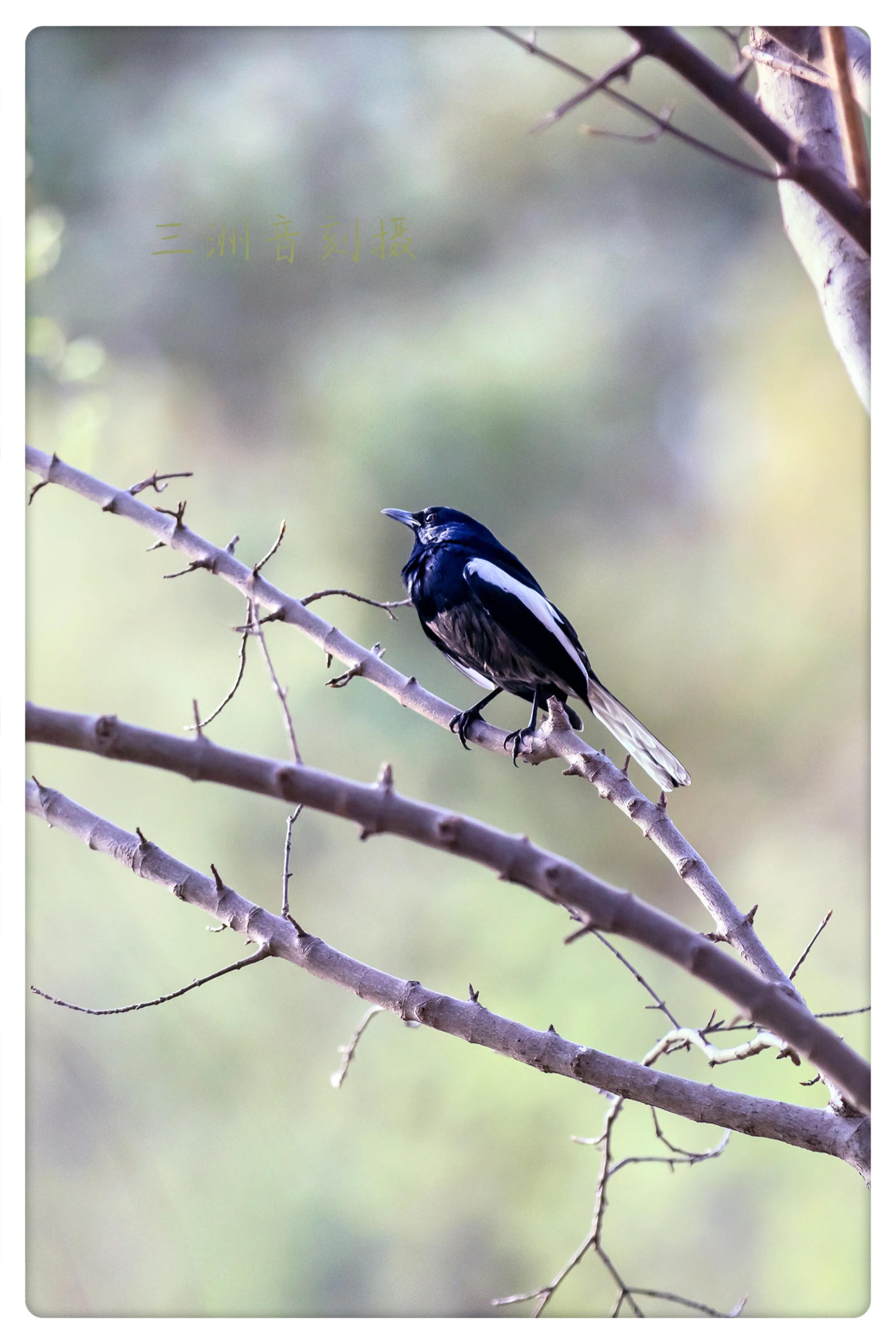 上海市嘉定区安亭国际汽车城,上海嘉定安亭国际汽车城