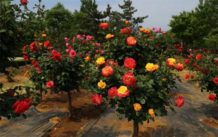 张艺谋点赞山东武校学生,被张艺谋夸的人