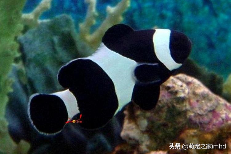 小丑鱼的养法和注意事项,小丑鱼怎么养才是养得大