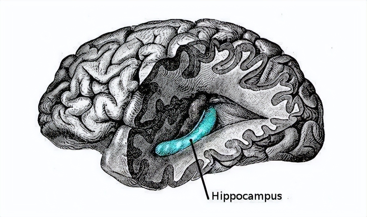 脑科学博士让孩子成为学霸很简单,脑科学博士教睡眠