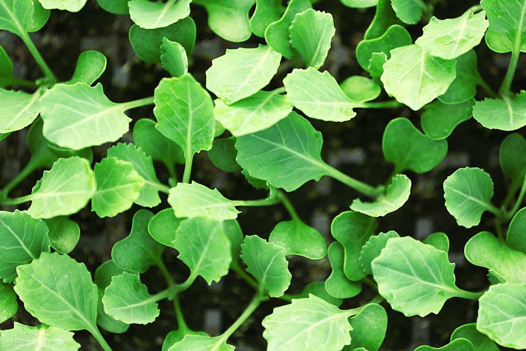 白菜出芽了之后种不活,白菜出苗了却不长怎么回事