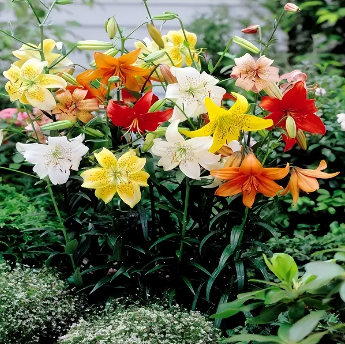 18种花卉的种子,100种最好养又好看的花