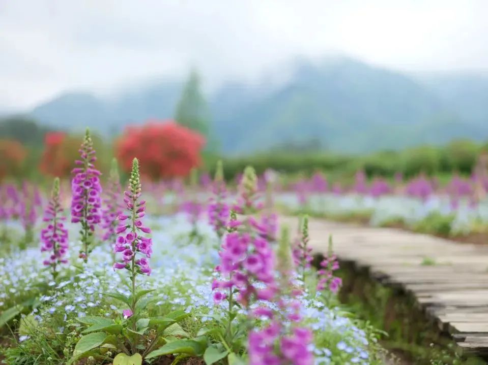 花田小镇爱丽丝,8000亩花田小镇