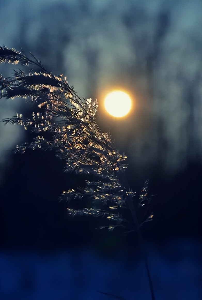 阎厹|有情堪向诗中老，无帽何妨醉横斜（原创诗词二十首）