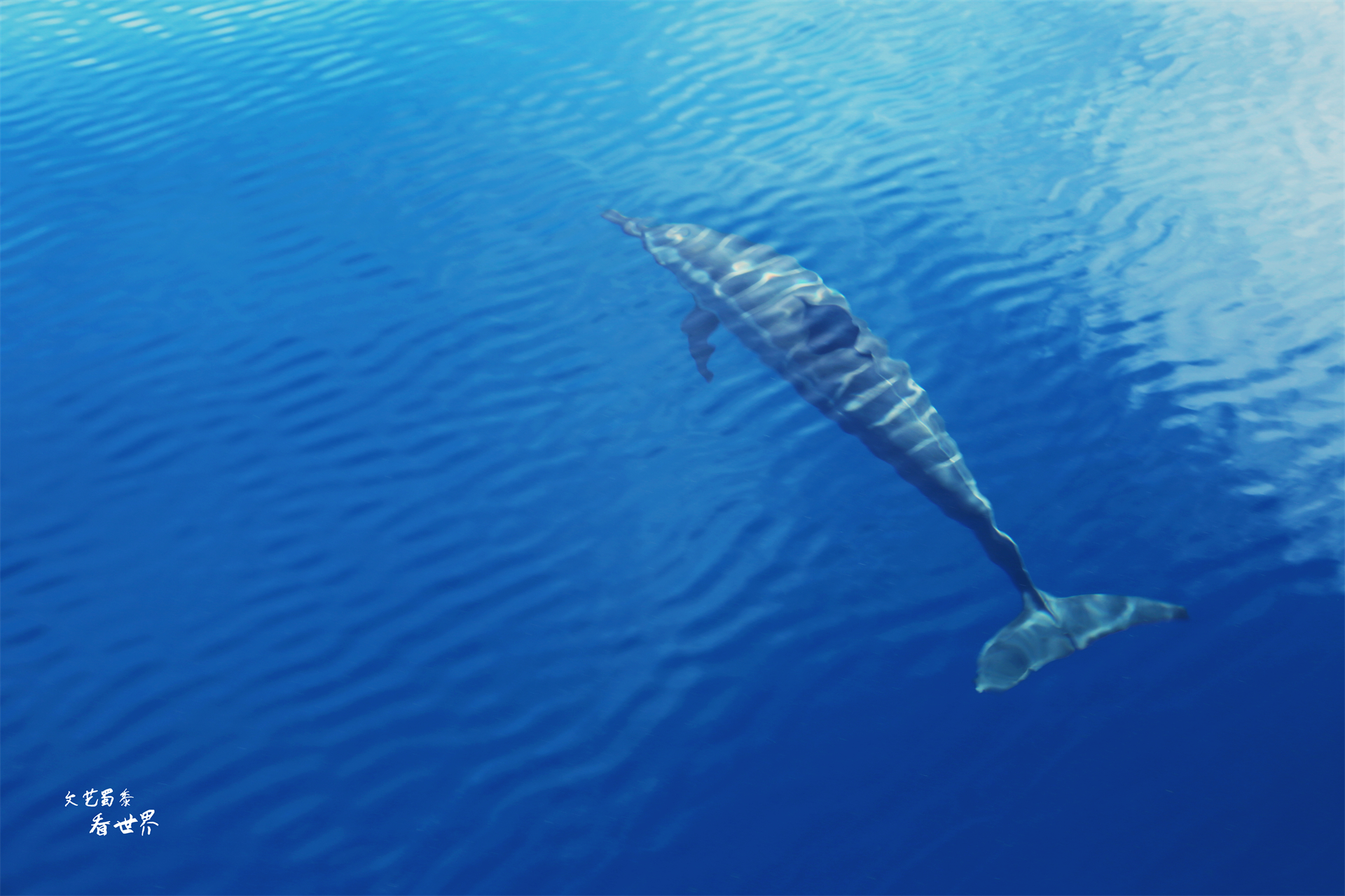 这个国家对中国人非常友好，可免签停留4个月，它是“无癌之国”