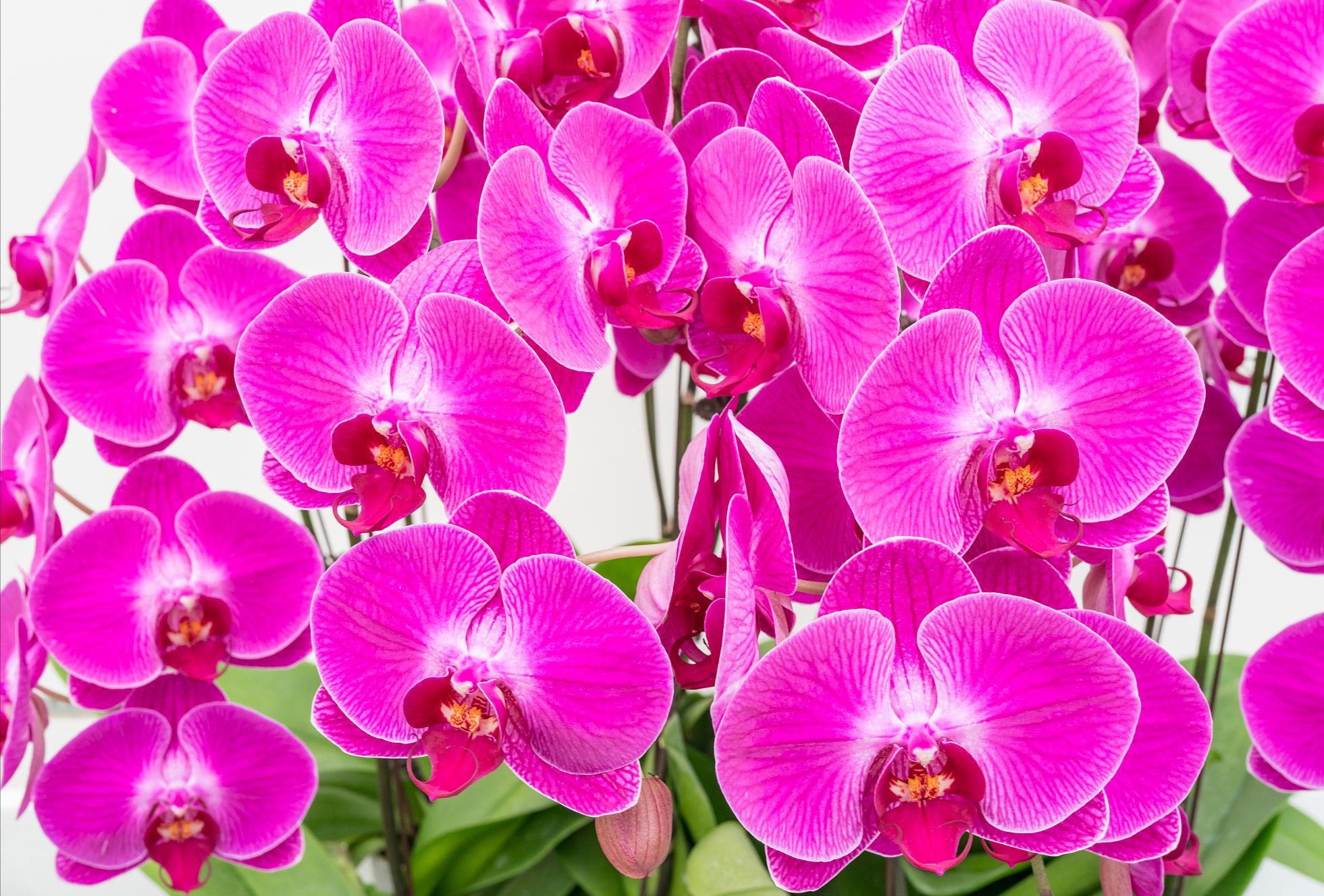 家里适合养什么好养的旺财花,适合养家里的吉祥花