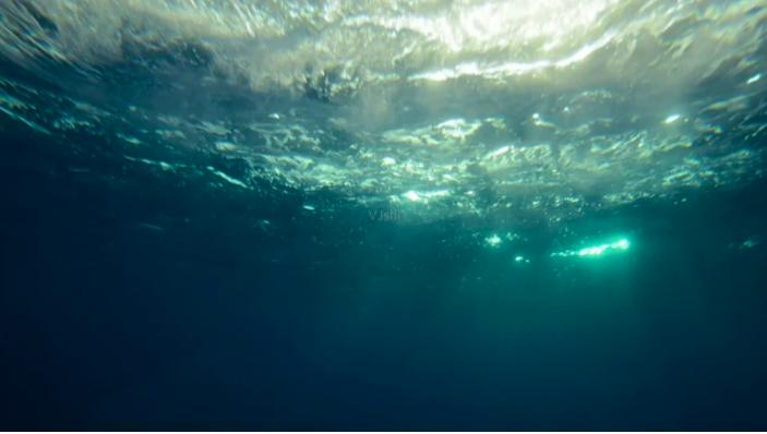 深海生物冥河水母,海底有多恐怖冥河水母