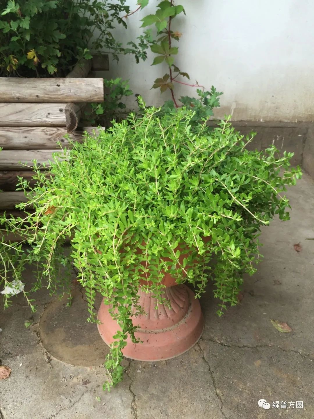 垂盆草在花境中的应用,垂盆草的功效与应用