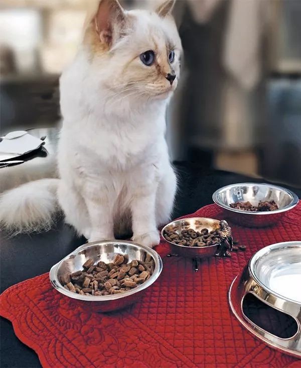 老佛爷卡尔生平,老佛爷卡尔为什么叫老佛爷