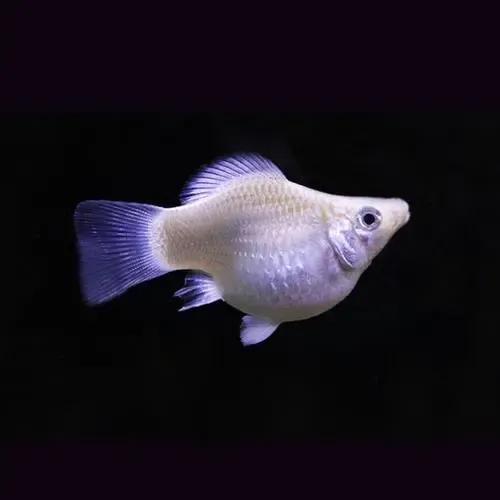 各种漂亮鱼的名称及图片,漂亮可爱的海水观赏鱼