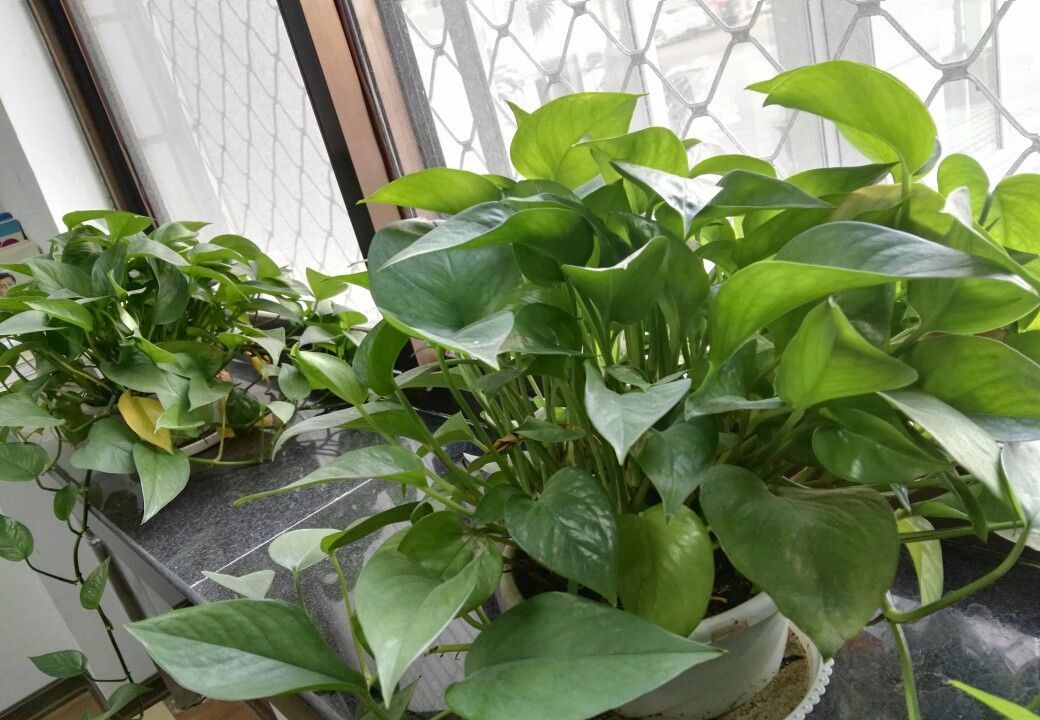 绿萝有毒吗绿萝图片,绿萝有毒吗对人有什么害处