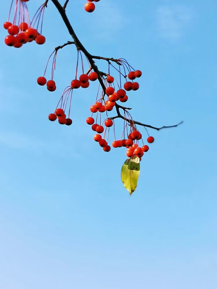层林尽染的视频号,濮阳医专学历怎么样
