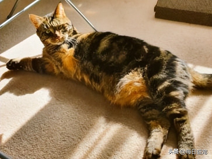 带猫出去晒太阳它为什么发抖,中午带上猫玩耍