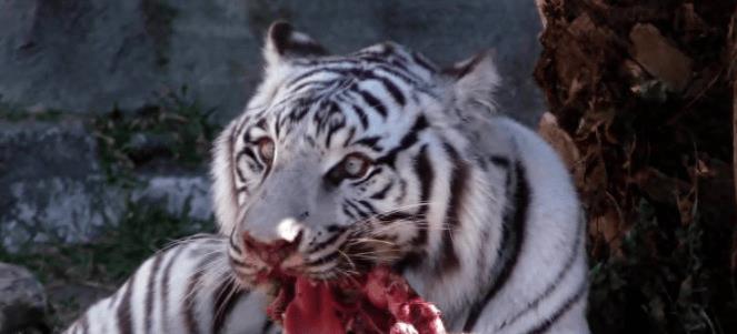 猛虎不吃肉,东北虎为什么被狮子咬死