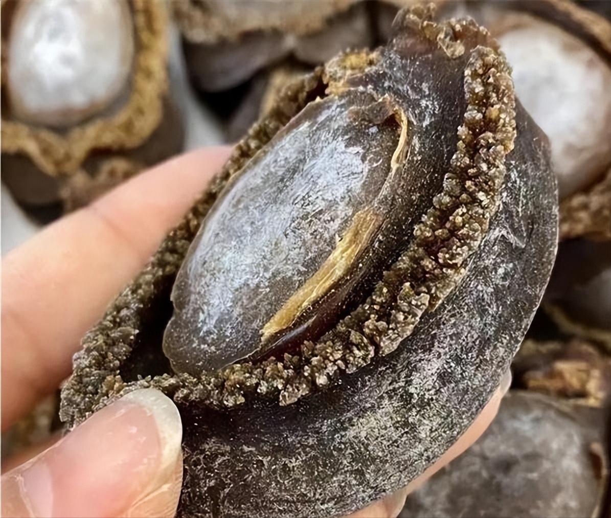 鲍鱼为什么比蛋黄鲍便宜,干鲍贵还是鲜鲍鱼贵