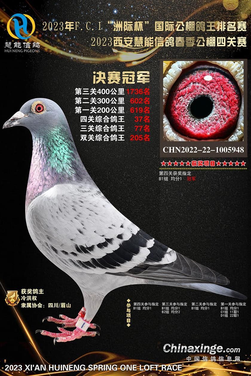 2023年国内公棚春赛冠军鸽合集，都是些什么鸽子？