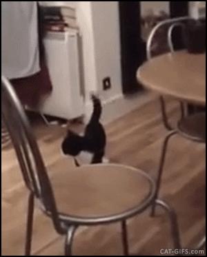 两只猫打架喵星人殊死搏斗满嘴毛,两只猫打架互拔胡子