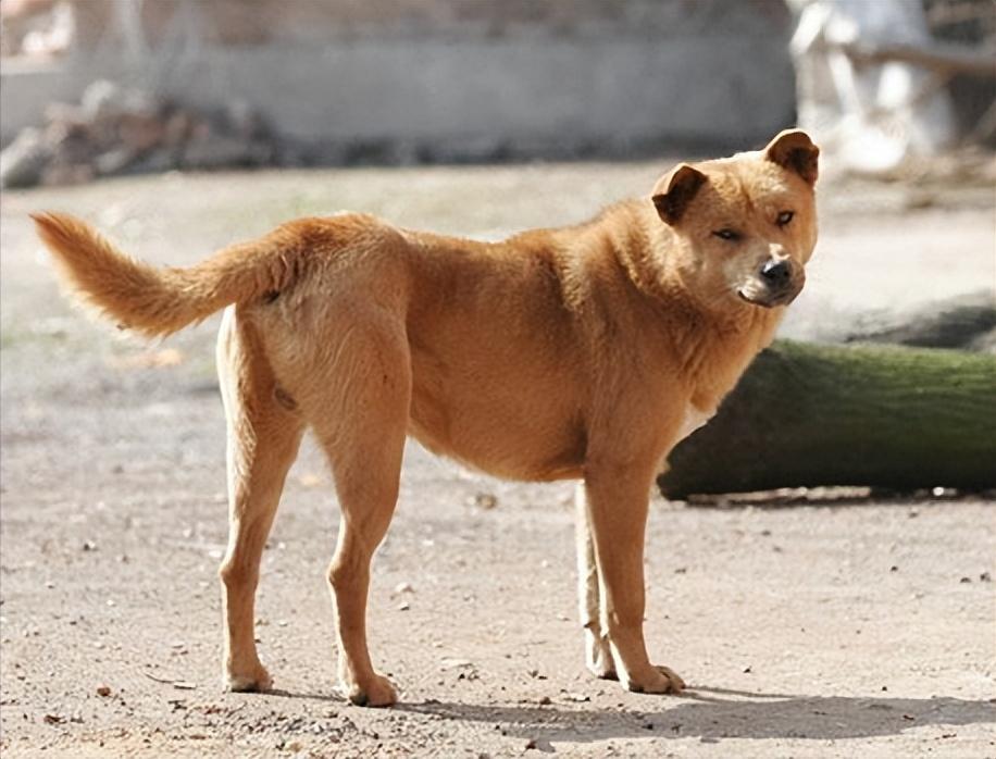 1939年日本狼狗部队,董翰良训练中国狼狗