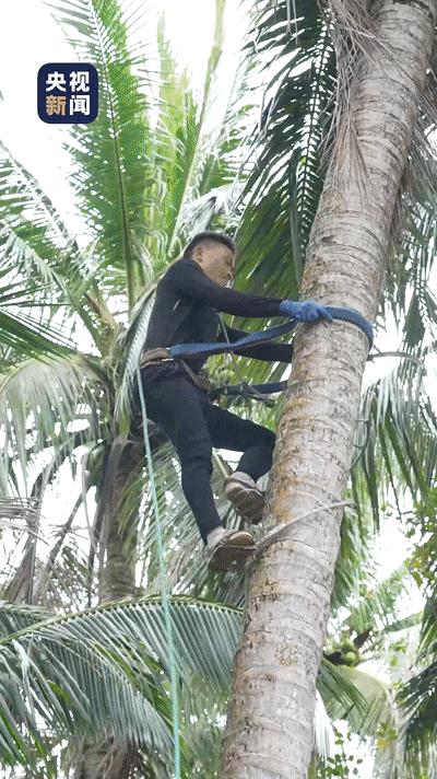 这里，专门为椰子出了规划！