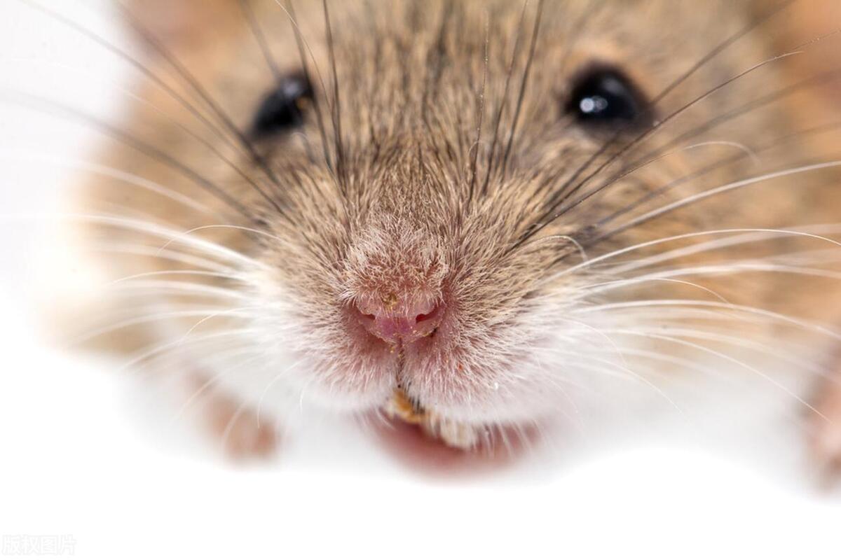 老鼠喜欢吃什么诱饵,老鼠喜欢吃什么食物诱饵灭鼠