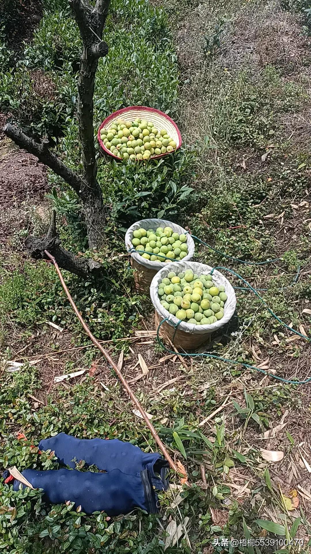 苏州洞庭西山有什么好玩的,苏州太湖东山还是西山好玩