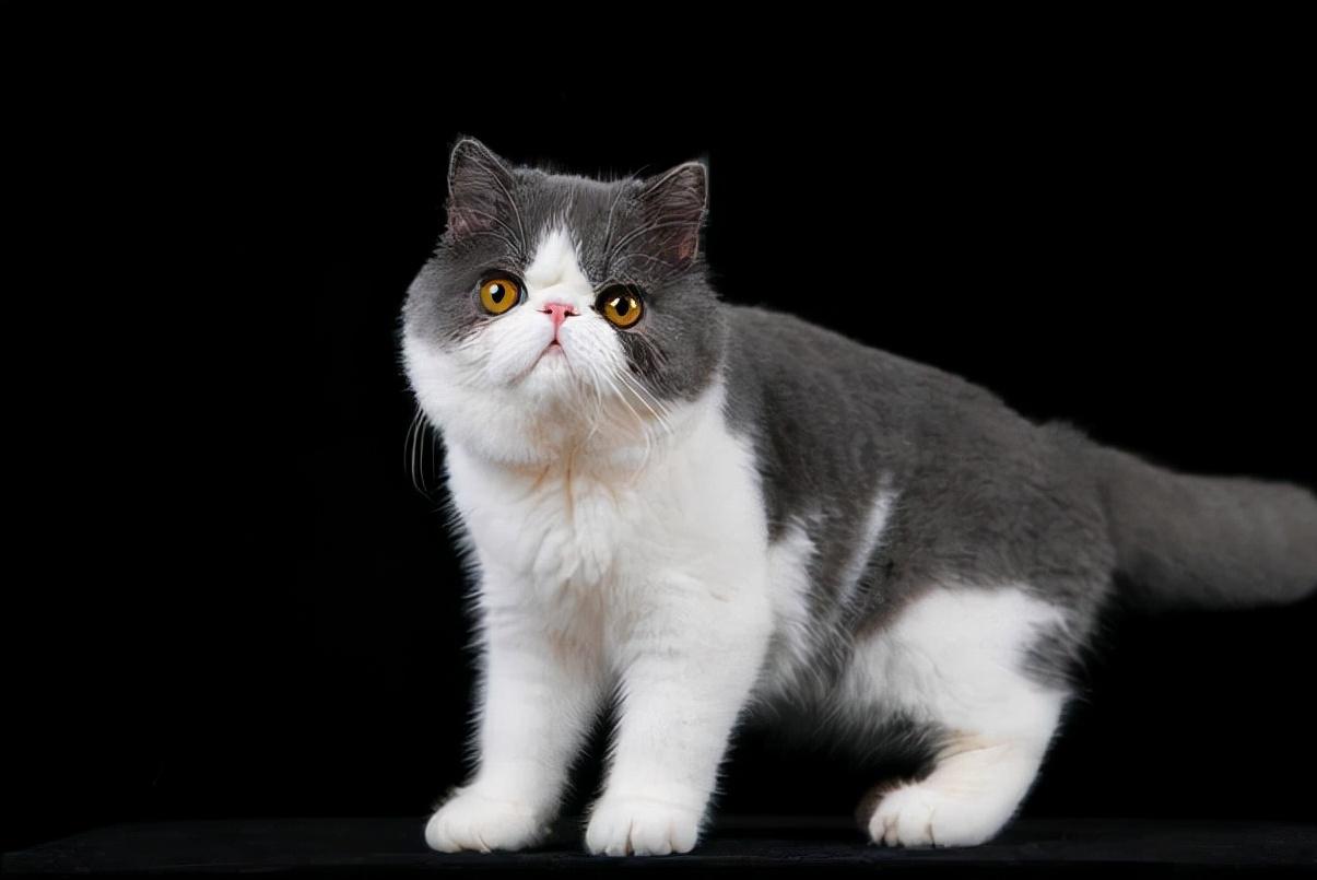 加菲猫最贵的品种,加菲猫为什么不建议购买