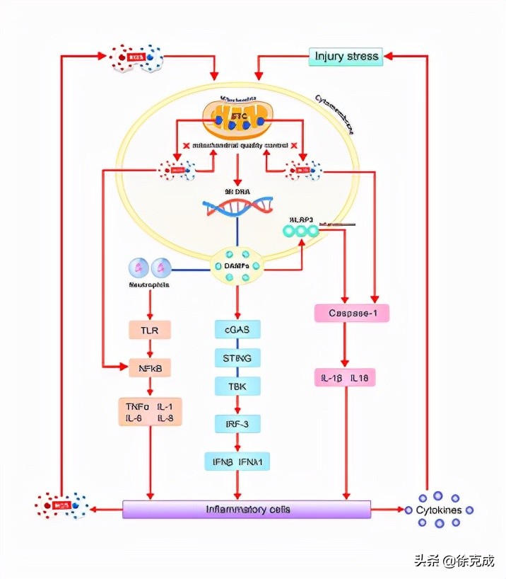 氢气在健康中用途,氢气线粒体