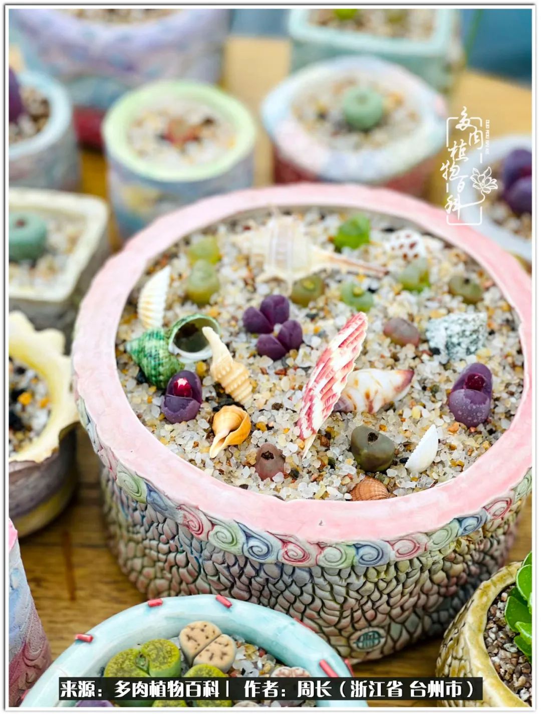 云南树脂粘土多肉组合拼盘创意,多肉拼盘的五个要点是什么