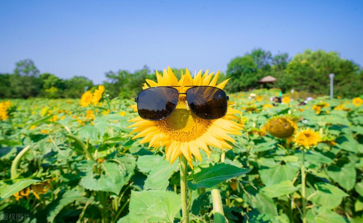 小孩眼睛痒老是揉眼睛流眼泪,孩子不停的揉眼睛眼睛痒怎么回事